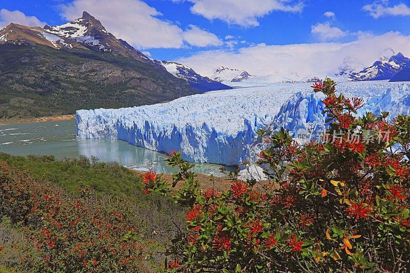 莫雷诺冰川和红色的野花，阿根廷湖- El Calafate，巴塔哥尼亚